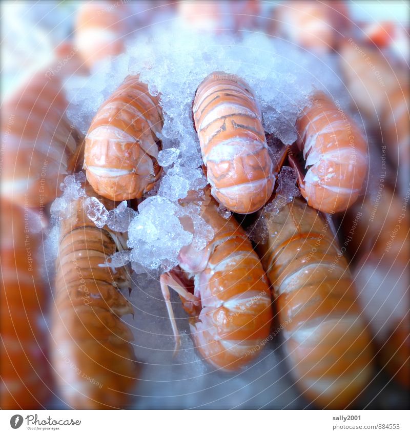 tierisch frisch Lebensmittel Meeresfrüchte Ernährung Krustentier Garnelen Krabbe hummerkrabbe kaufen Essen krabbeln exotisch Gesundheit lecker maritim nass rund