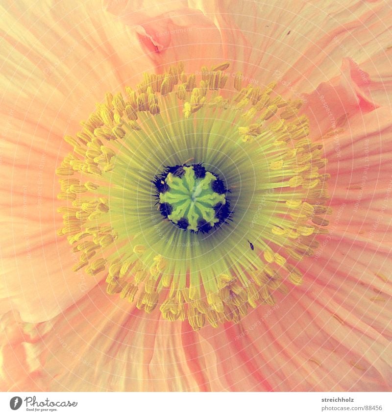 Flower Power Blume Hoffnung Mohn Blüte Makroaufnahme abstrakt rosa gelb Optimismus Stempel Pollen Nahaufnahme Freude Glück