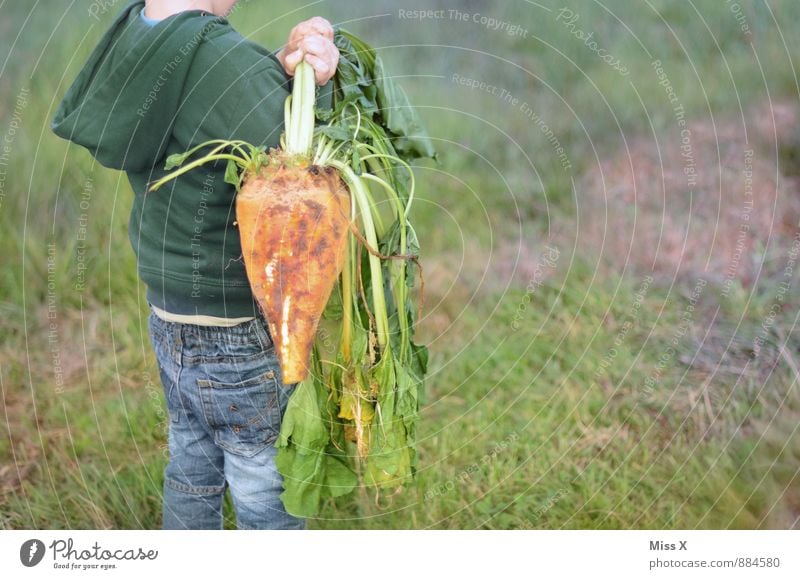 Rüben Lebensmittel Salat Salatbeilage Ernährung Bioprodukte Vegetarische Ernährung Freizeit & Hobby Garten Mensch Junge 1 1-3 Jahre Kleinkind 3-8 Jahre Kind