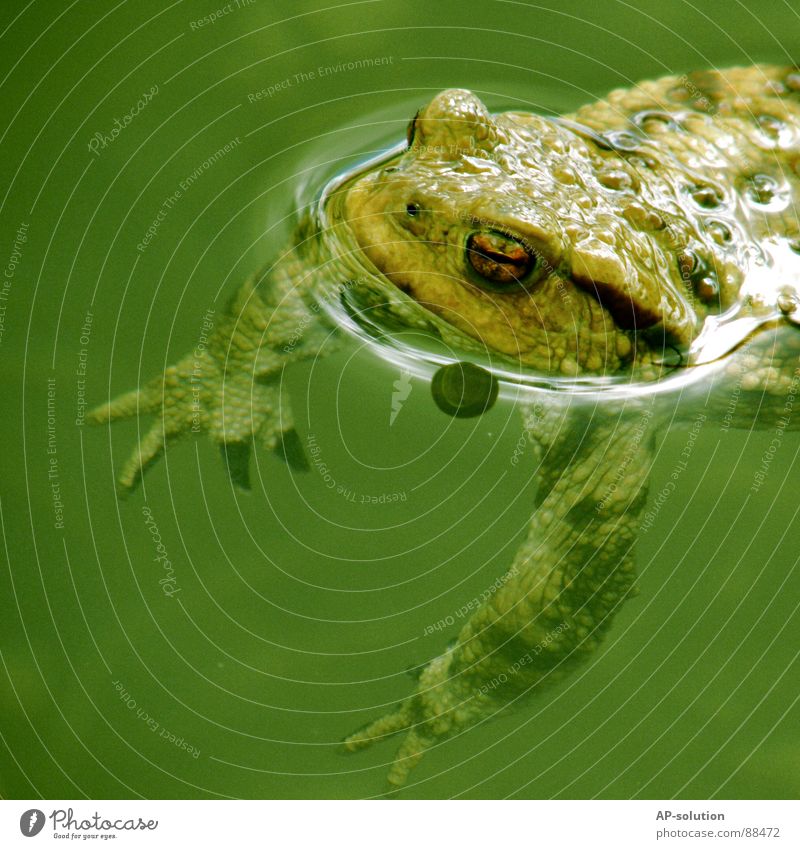 QUAK! See Teich Gewässer Froschlurche Lurch Kieme Lunge Kaulquappe grün Froschschenkel Froschkönig Märchen Unterwasseraufnahme tauchen Tier Lebewesen Fischteich