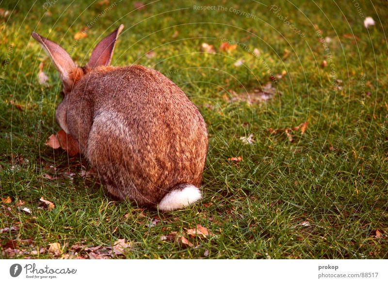 Ostern darf mich mal Hase & Kaninchen Sülze Osterei Wiese Quaste Fell Tier Nagetiere springen protestieren Demonstration Fressen lecker Feiertag Ostermontag