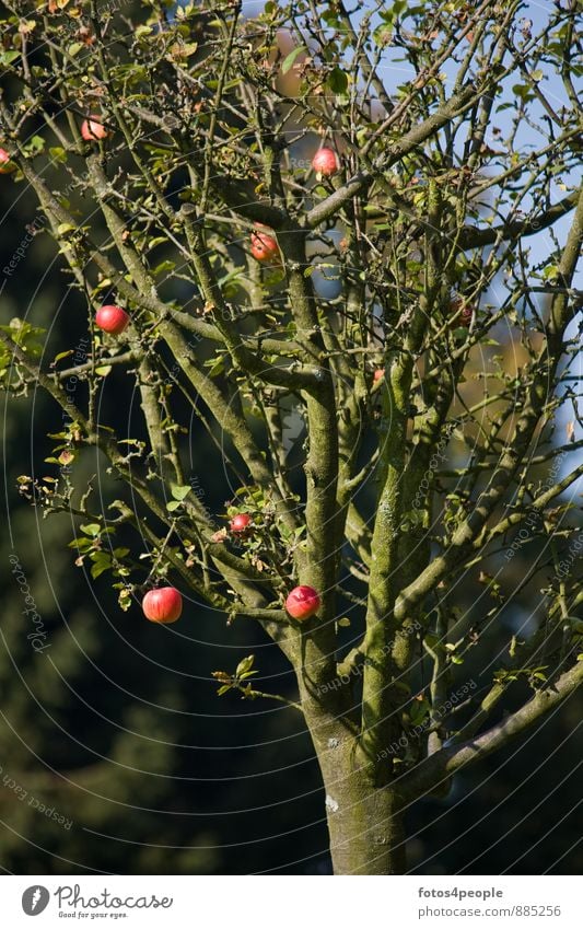 Apfelbaum im Spätherbst Frucht Herbst Baum rot Zweig Ernte Ertrag anbauen reif Kontrast