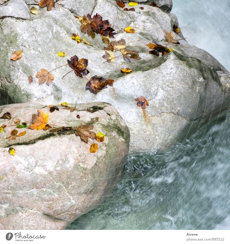 Streublättchen II Urelemente Wasser Herbst Blatt Herbstlaub Felsen Alpen Schlucht Seisenbergklamm Bach Wildbach Stein Fröhlichkeit frisch kalt Geschwindigkeit