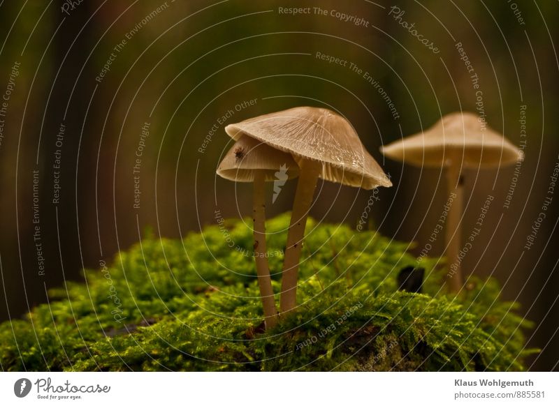 Unterschlupf Umwelt Natur Pflanze Moos Pilz Pilzhut Blätterpilz Lamelle Wald Tier Zecke 1 braun grau grün Farbfoto Außenaufnahme Nahaufnahme Detailaufnahme