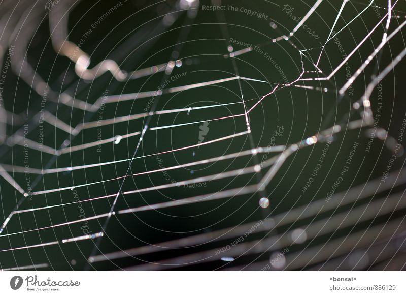 vernetzt Natur Wassertropfen Herbst Spinne Schnur Netz bauen fangen hängen Jagd krabbeln warten außergewöhnlich dünn Erfolg fest kaputt rund Kraft Tierliebe