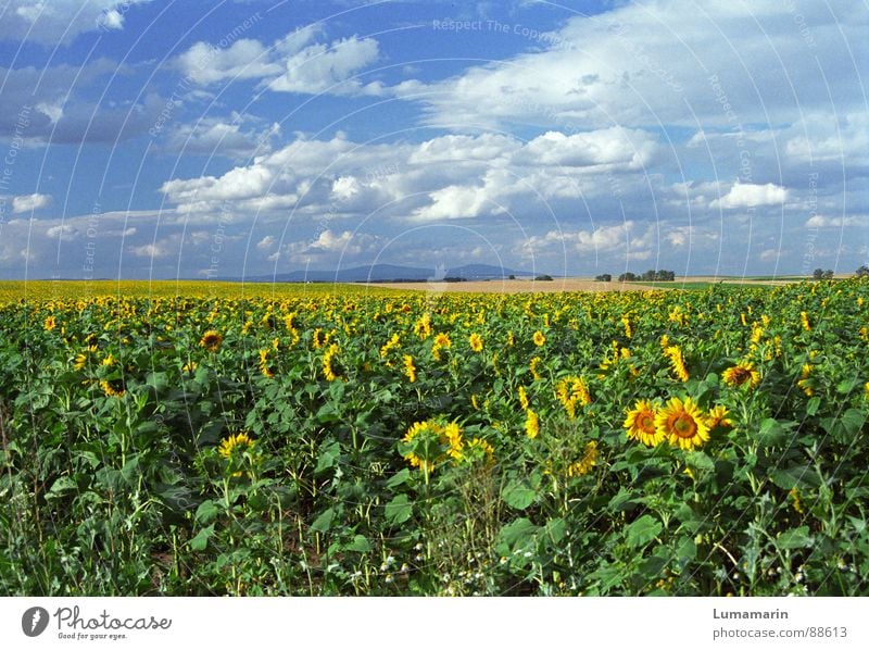 friendly view Freude Sommer Landschaft Himmel Wolken Horizont Feld Freundlichkeit blau gelb Sonnenblume Farbfoto Außenaufnahme Menschenleer Tag