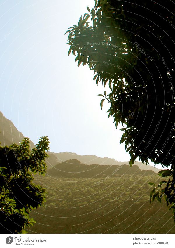 Kanarische Szenerie Baum Pflanze Ferien & Urlaub & Reisen Kanaren Himmel Silhouette Gegenlicht Ferne Loch heiß Physik Afrika Naur Natur Landschaft