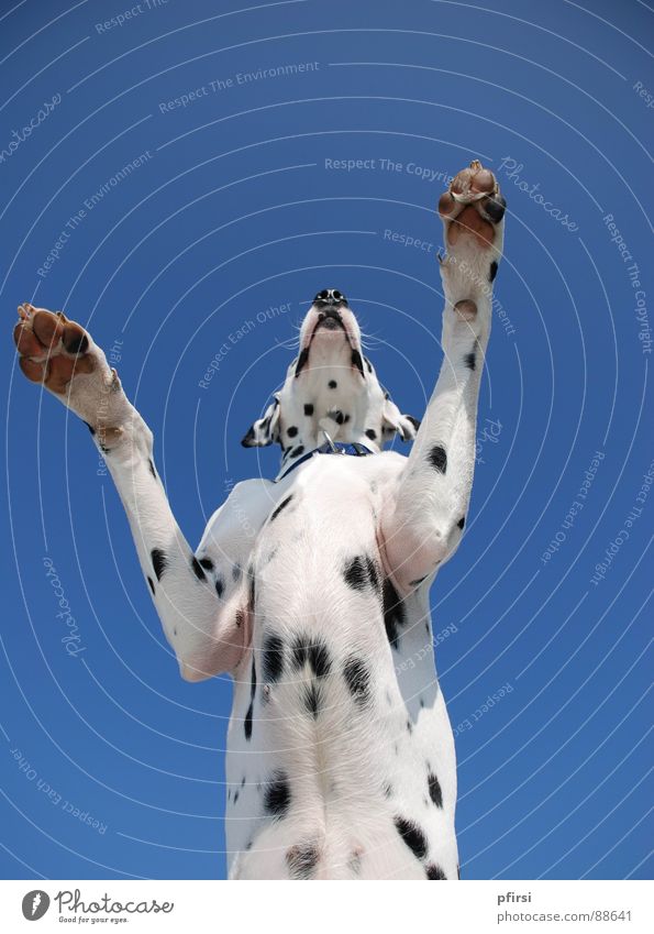 Dogzilla Hund Dalmatiner Dalmatien Froschperspektive Godzilla groß Säugetier dog chien enzo dalmatian dalmation Punkt Fleck