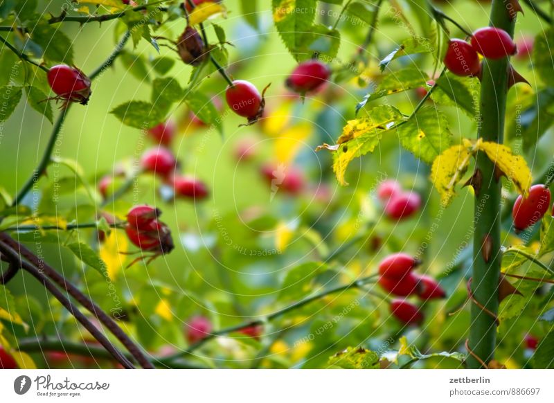 Hagebutten Garten geheimnisvoll Schrebergarten Natur Blume Pflanze Rose Wildrosen Frucht Gesundheit Gesunde Ernährung Gesundheitswesen Tee Teepflanze