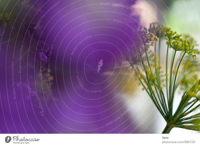lila der letzte versuch Häusliches Leben Dekoration & Verzierung Pflanze Blume Dill Dillblüten Blühend außergewöhnlich natürlich Inspiration violett