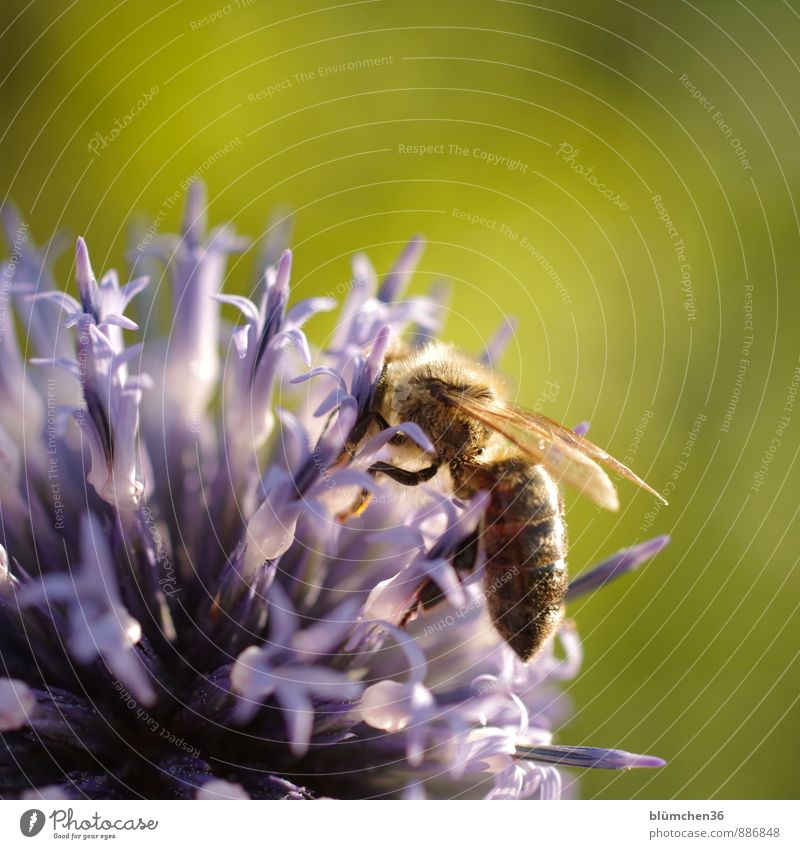 In der Abendsonne Tier Nutztier Wildtier Biene Honigbiene Insekt Flügel Fell Fressen tragen klein natürlich schön feminin Blühend Blüte Kugeldistel Distel