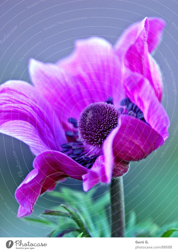 AnyMoney mehrfarbig schön Garten-Anemone Anemonen Hahnenfußgewächse Pflanze Heilpflanzen grün violett rosa Blüte Blütenstempel Blume Blühend elegant