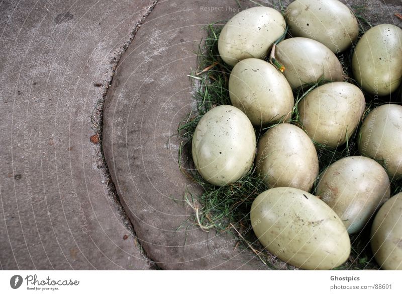 Drachen Eier Ostern Fabelwesen Vogel Steinzeit geheimnisvoll Straus was is das Respekt geheimobjekt