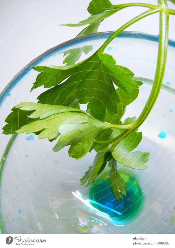 glasblau mit grünzeug durchsichtig leicht Durchblick Einblick Frühling kochen & garen Küche mehrfarbig Material Reflexion & Spiegelung Design frisch Kunst