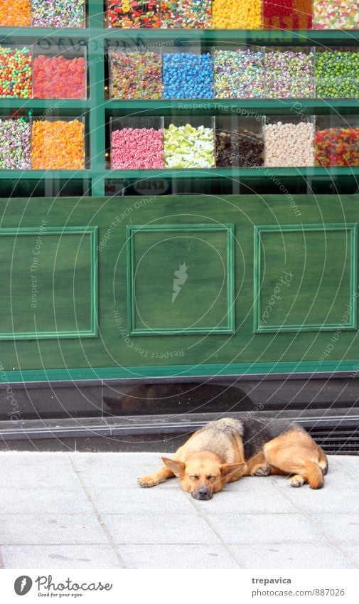 bonbons Stadt Stadtzentrum Fußgängerzone Straße Tier Haustier Hund 1 Beton Essen genießen verkaufen authentisch Kitsch lecker retro viele mehrfarbig Freude