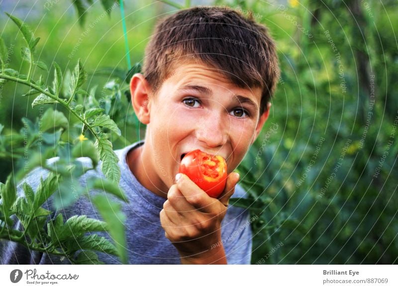 Freudiger Junge beisst in die Tomate Lebensmittel Gemüse Frucht Essen Bioprodukte Vegetarische Ernährung Gesunde Ernährung Landwirtschaft Forstwirtschaft Mensch
