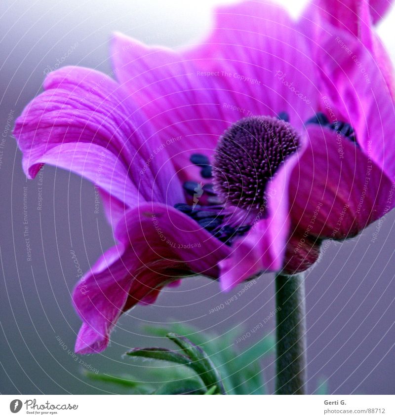AnyMoney ² mehrfarbig schön Garten-Anemone Anemonen Hahnenfußgewächse Pflanze Heilpflanzen grün violett rosa Blüte Blütenstempel Blume Blühend elegant