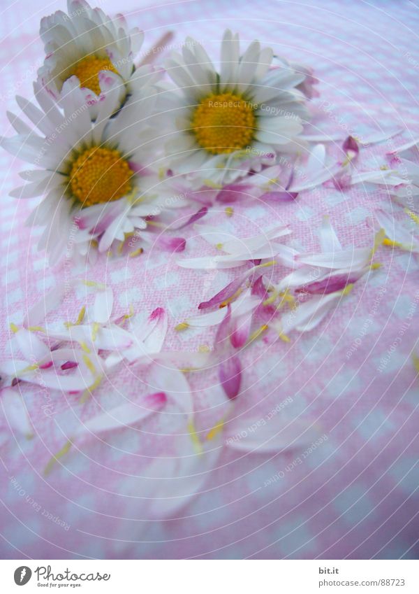 OSTERMÄDCHENBLÜMCHEN Philosoph Wiese Romantik rosa Gänseblümchen Frühling Alm Waldlichtung Hippie Bergwiese Schundroman Blumenstrauß Dorfwiese Schwärmerei