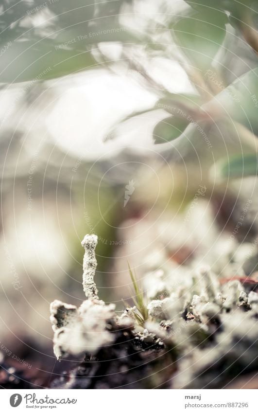 Kleiner Stängel Natur Pflanze Moos Wildpflanze Cladonia Flechten stehen Wachstum außergewöhnlich dünn authentisch einfach Ekel elegant gruselig hell einzigartig