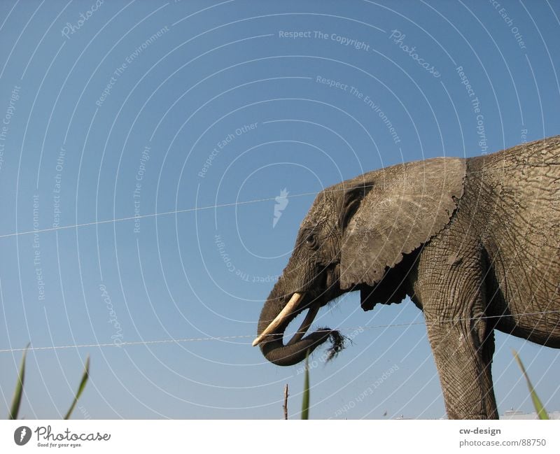 *   *   *   K N U T   *   *   * Indischer Elefant Anschnitt Bildausschnitt Vor hellem Hintergrund Freisteller Elefantenohren Rüssel Reifenprofil Tierporträt
