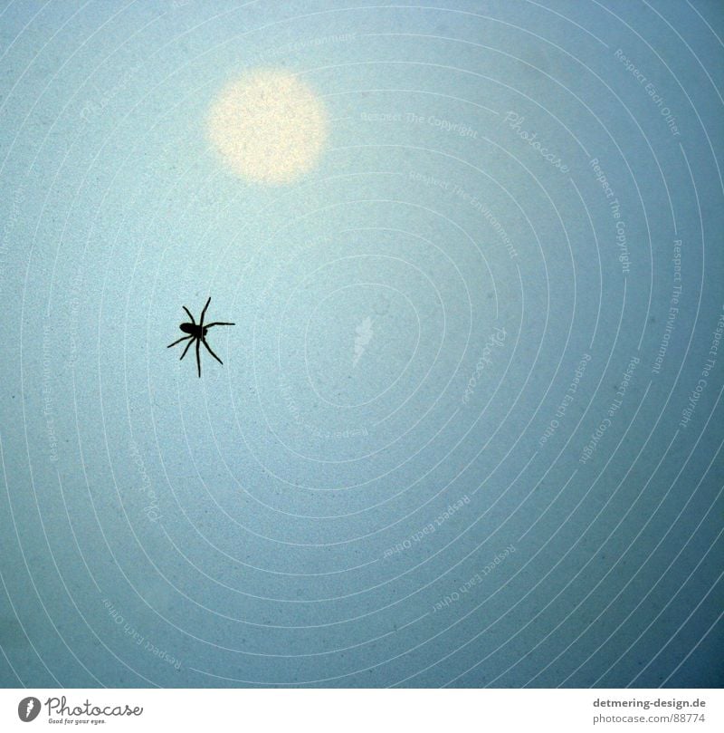 spinne im Sonnenuntergang* Spinne Glasscheibe Milchglas Insekt hell-blau hellgelb Tier Verlauf krabbeln Ekel Angst gruselig gefährlich 8 beine Schatten
