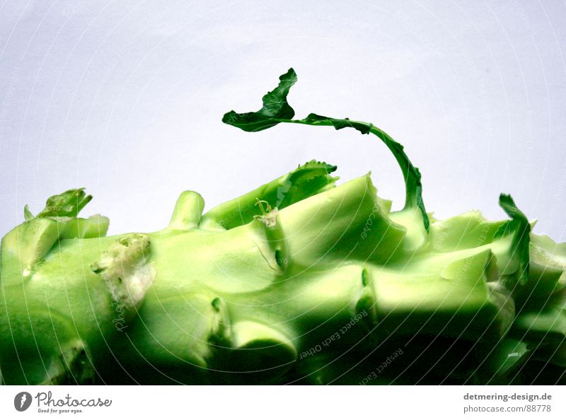 einsammer brokolie* Stengel kaputt Vitamin lecker hellgrün dunkelgrün weiß Studioaufnahme Rohkost Sauberkeit rund gelb Leben Gesundheit Gabel knackig Küche roh