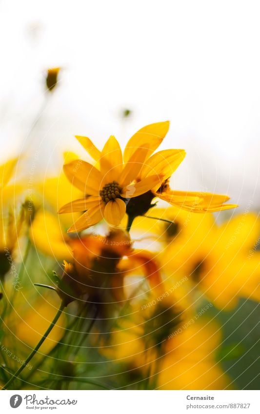 Gelbe Blumen Natur Pflanze Sonnenlicht Sommer Schönes Wetter Garten ästhetisch authentisch Duft frisch schön natürlich Wärme feminin wild gelb gold grün weiß
