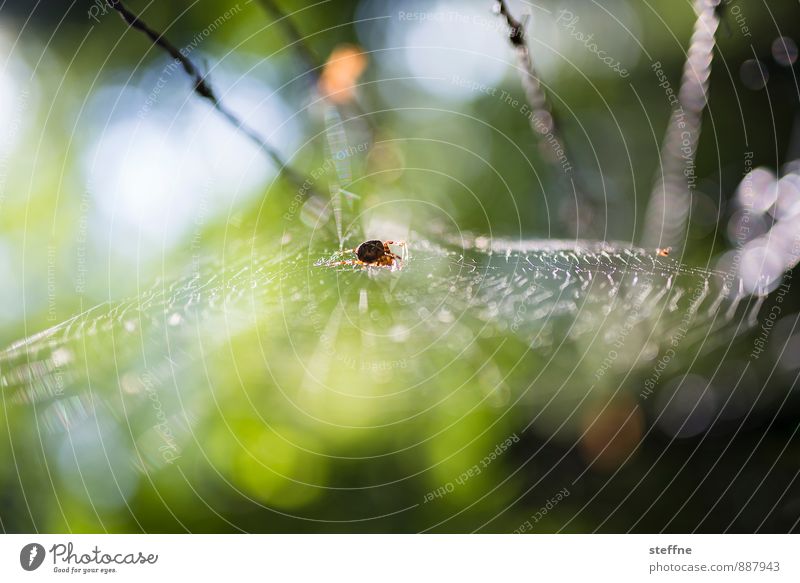 Tierisch gut: Spinnerin Wald 1 Ekel Angst Spinnennetz spiderman Frühling Herbst Gegenlicht Farbfoto mehrfarbig Außenaufnahme Schwache Tiefenschärfe