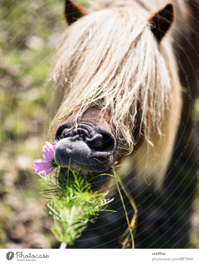 Das Leben ist kein Ponyhof Sonnenlicht Frühling Sommer Herbst Blume Tier Pferd 1 Fressen füttern Ponys Mähne Farbfoto Tierporträt