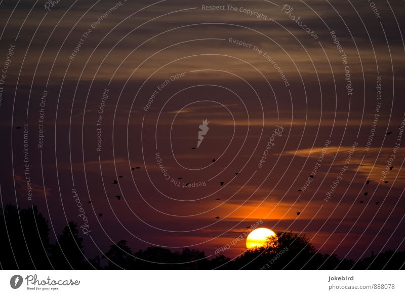 Vogelzug Himmel Sonnenaufgang Sonnenuntergang fliegen Vogelflug Vogelschwarm Farbfoto Außenaufnahme Menschenleer Textfreiraum oben Morgendämmerung Dämmerung