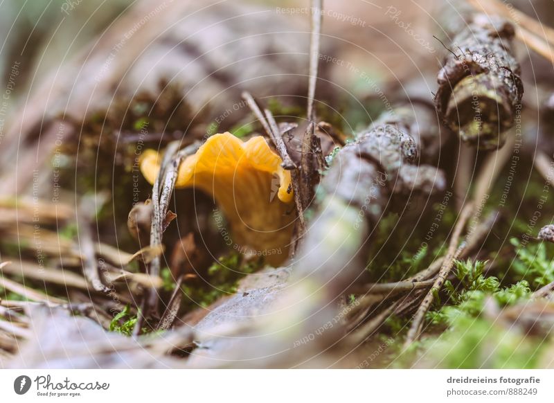 Kleiner Pfifferling Natur Erde Wald Leben Sinnesorgane Waldboden Pilz Pfifferlinge Tannennadel Moos Geäst Pilzsucher Speisepilz Pilzsaison Farbfoto