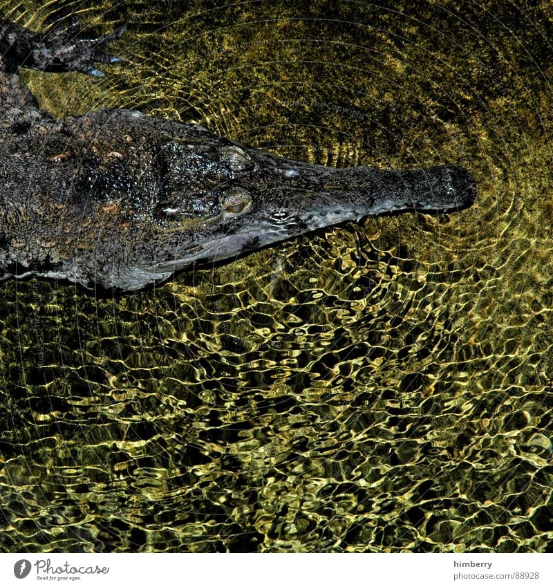 crocodile dundee Krokodil Aquarium Tarnung Tarnfarbe Zoo Tier gefährlich Fleischfresser Reptil Südamerika Fluss Bach Wasser bedrohlich archosaurier gepanzert
