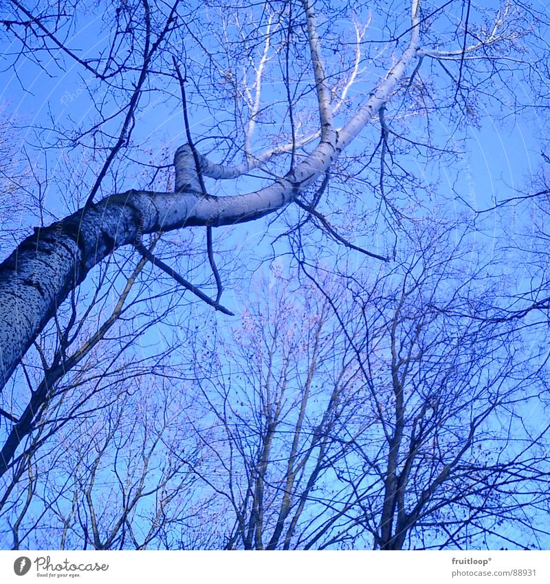 verzweigt Baum luftig leicht beweglich aufstrebend Ast Himmel blau