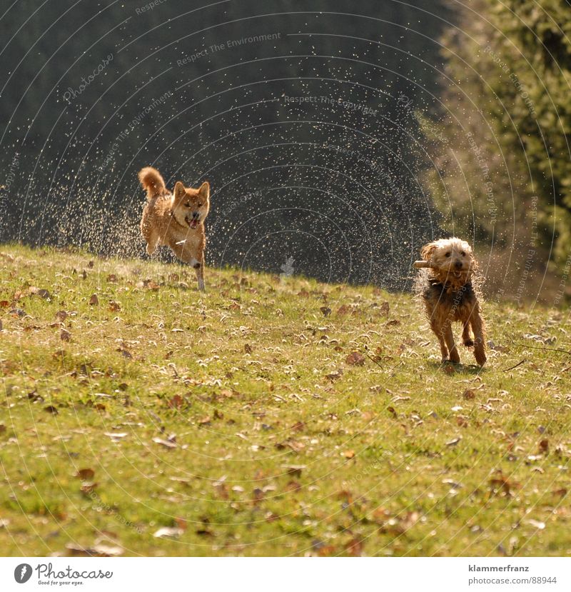 Verfolger auf den Fersen - Teil 1 Hund Tier Haustier Japan Bewegung fahren 100 Meter Lauf Vollgas verfolgen Hinterhalt Spielen nass feucht Wassertropfen Schweiß