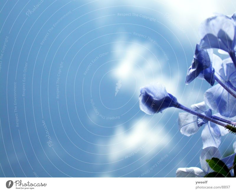blaue Blumen Himmel Blue Flowers blue sky