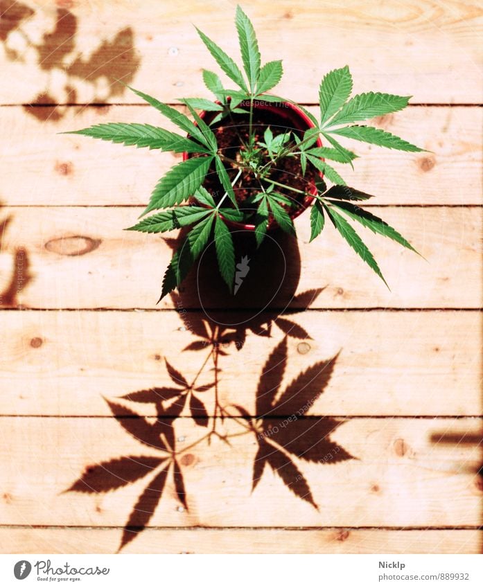 junge Hanfpflanze (Cannabis) im Sonnenlicht auf hellen Holzdielen - Das wächst doch was ...so grün Gras Marihuana THC cbd Legalisierung Drogensucht eigenbedarf