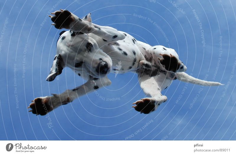 Hund von unten - 5 Dalmatiner Dalmatien Froschperspektive Dachfenster Glasscheibe Tier Haustier Säugetier dalmation dalmatian Punkt Fleck scheckig oben
