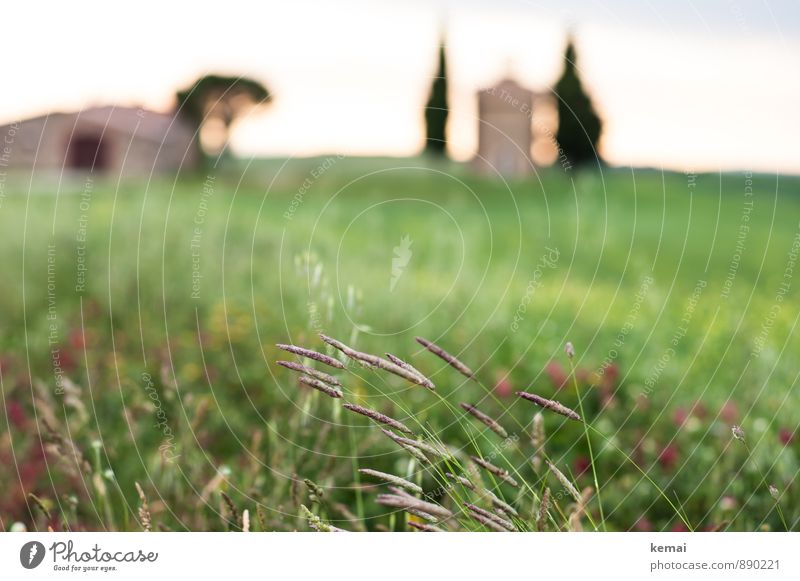 Wegesrand Ferien & Urlaub & Reisen Ausflug Toskana Italien Umwelt Natur Landschaft Pflanze Sonnenaufgang Sonnenuntergang Sommer Schönes Wetter Gras Blüte