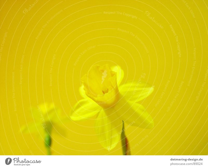 gelbe blume auf gelbem grund* Blume Gelbe Narzisse Freundlichkeit strahlend positiv schön gehorsam Physik kennenlernen bequem angenehm Warmherzigkeit Blüte 2