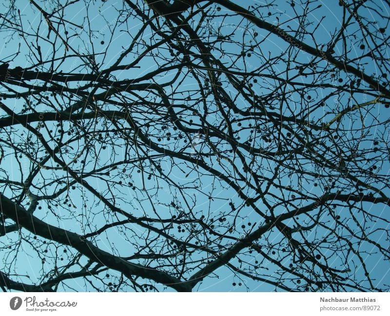 punkt für punkt Baum durcheinander chaotisch Sommer Frühling Ast Himmel blau verästelt Natur
