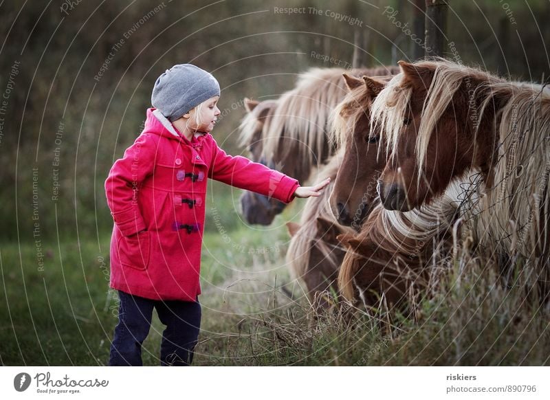 das leben ist ein ponyhof ;) Mensch Kind Mädchen Kindheit 1 3-8 Jahre Tier Ponys Tiergruppe beobachten berühren entdecken Erholung Lächeln Blick träumen