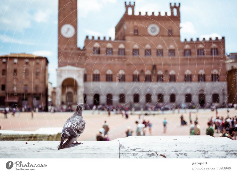 Vogelperspektive Ferien & Urlaub & Reisen Tourismus Ausflug Abenteuer Sightseeing Städtereise Siena Stadt Palast Platz Marktplatz Turm Bauwerk Gebäude