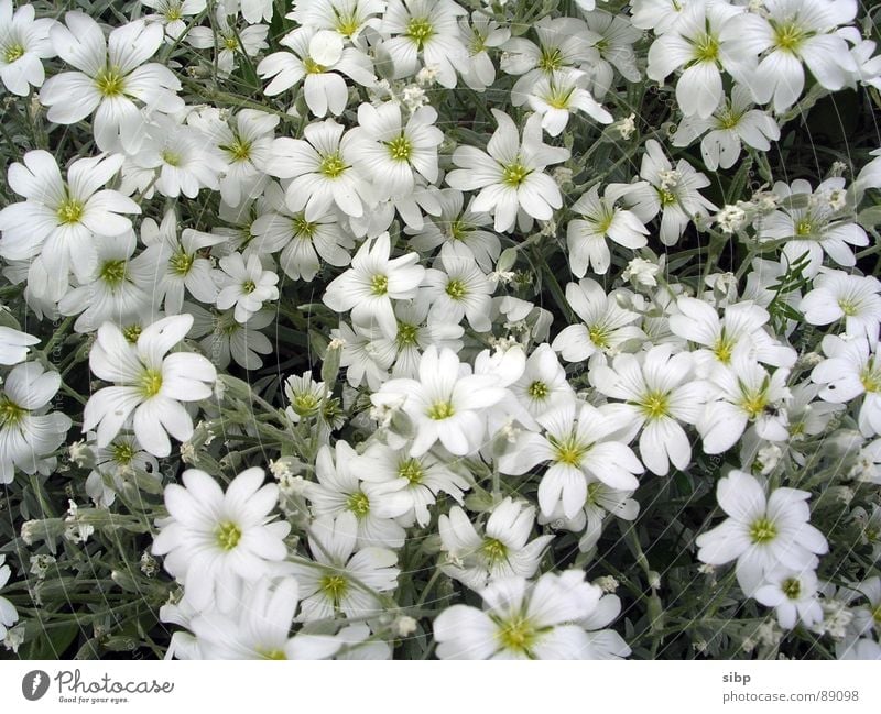 Weißes Blumenmeer weiß zart Sommer Blüte Wegrand Strukturen & Formen Wachstum Garten Park Natur Ackerhornkraut gleich