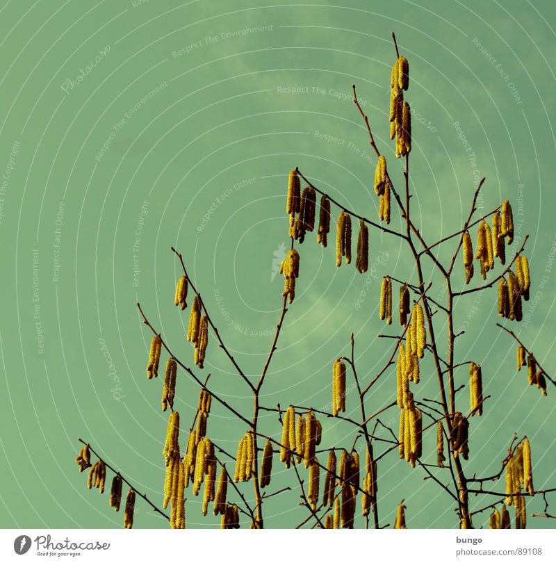 Frühblüher Haselnuss Baum Frühling Wolken Blüte Wachstum Reifezeit Fortpflanzung Fertilisation Blühend Himmel Ast Zweig bestäuben Pollen