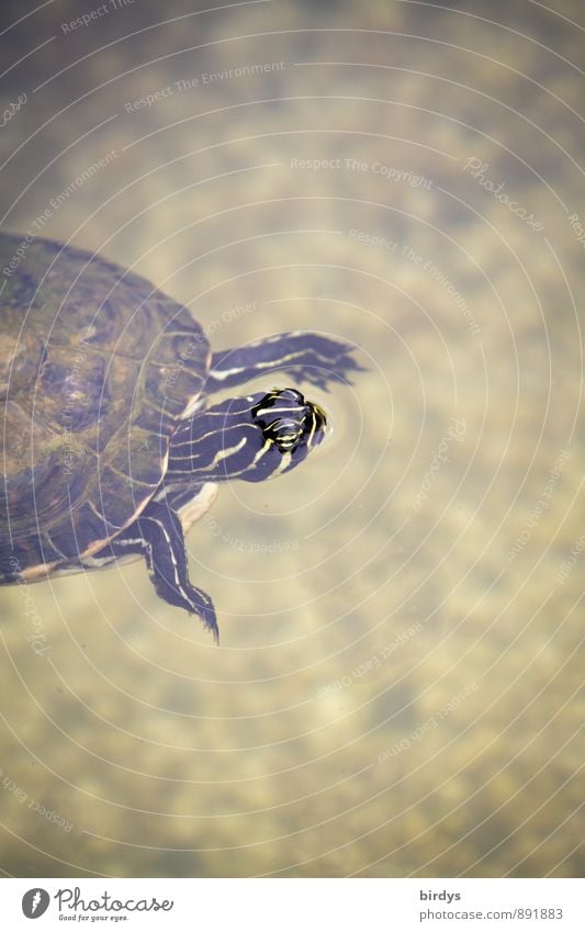 Emma schwebt Wasser Teich Haustier Schildkröte Wasserschildkröte Schildkrötenpanzer 1 Tier atmen Blick Schwimmen & Baden alt ästhetisch exotisch Freundlichkeit