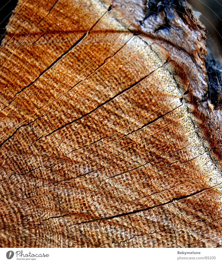 Natur Pur Holz Baum Muster Baumrinde Baumstamm braun Linie