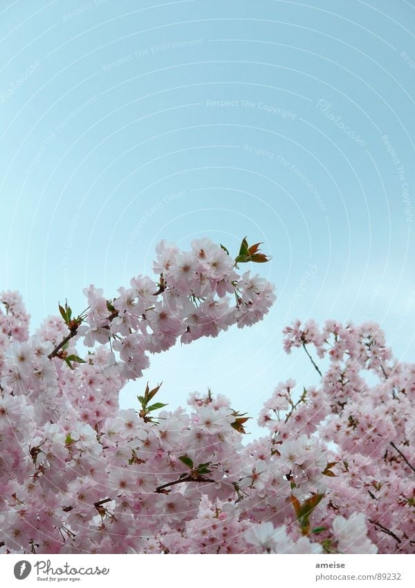 Sakura I Kirschblüten Wolken rosa weiß Alster Blume Frühling japanische Kirschblüte Natur Himmel blau