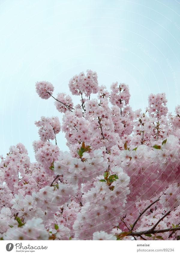 Sakura II Kirschblüten Wolken rosa weiß Alster Blume Frühling japanische Kirschblüte Natur Himmel blau