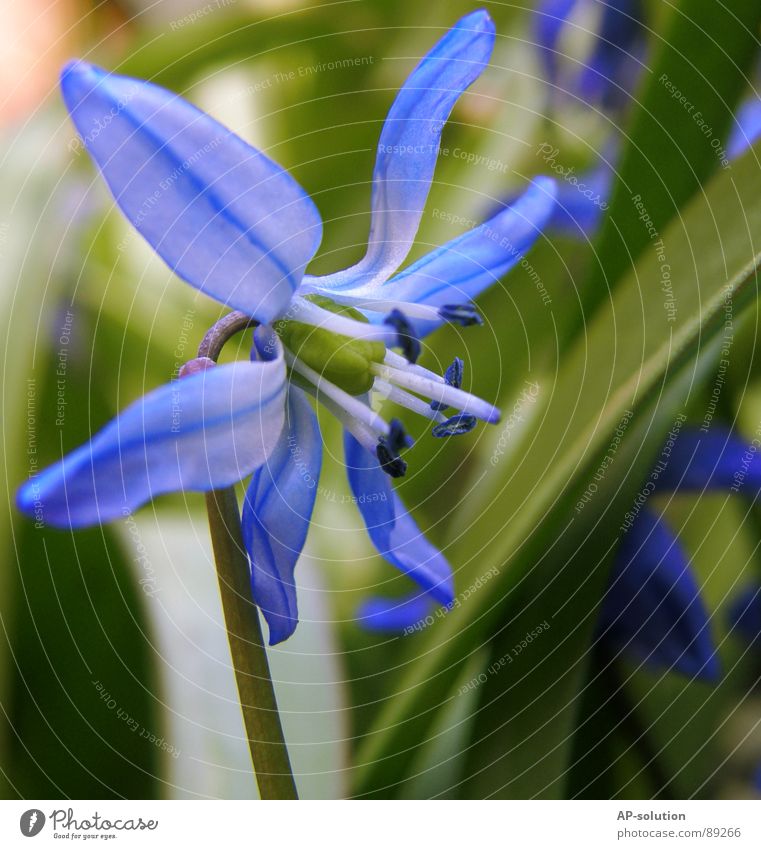 blaues Blümchen Blühend Pflanze Blume Blüte Wachstum Makroaufnahme bestäuben Frühling Sommer violett grün Blumenstrauß Biene Frühlingsgefühle schön zart Botanik