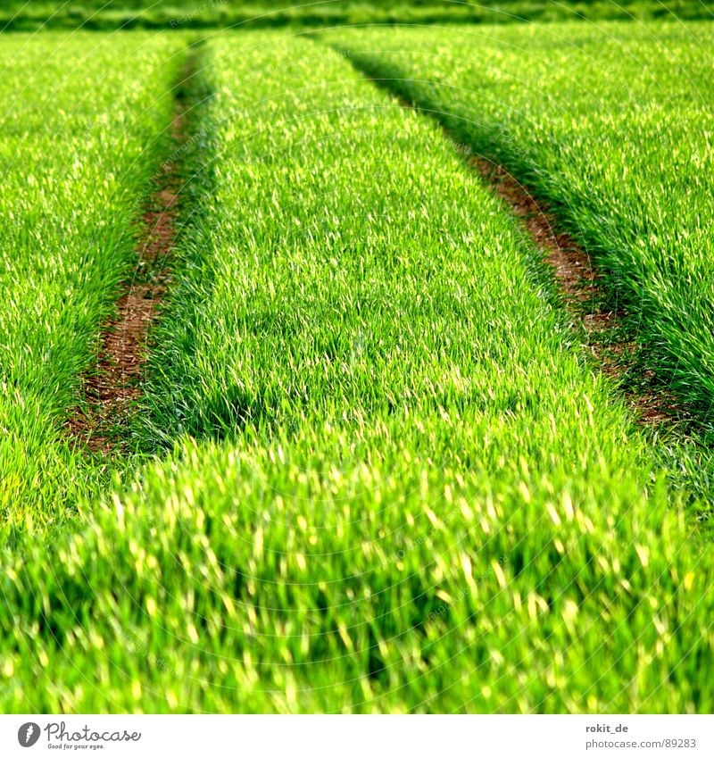 Es grünt so grün! austreiben Horizont Gras Aussaat Feld Frühling Jungpflanze Pflanze saftig ausschlagen Furche Wege & Pfade Boden Linie paralel Getreide